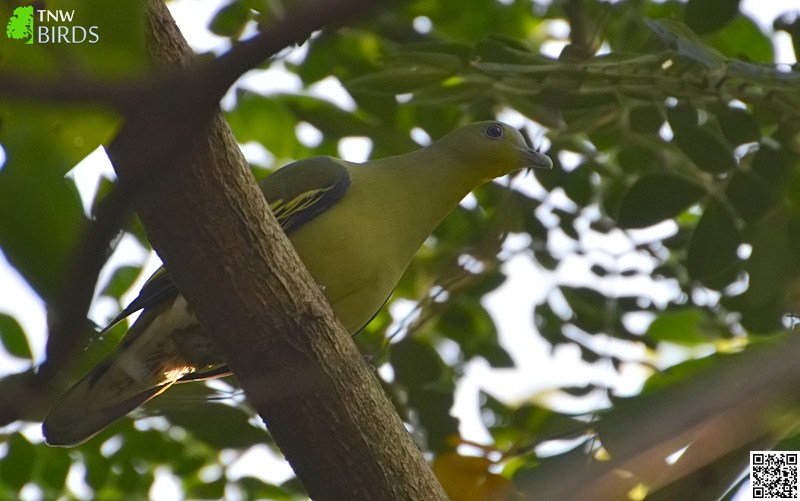 Grey-fronted Green Pigeon